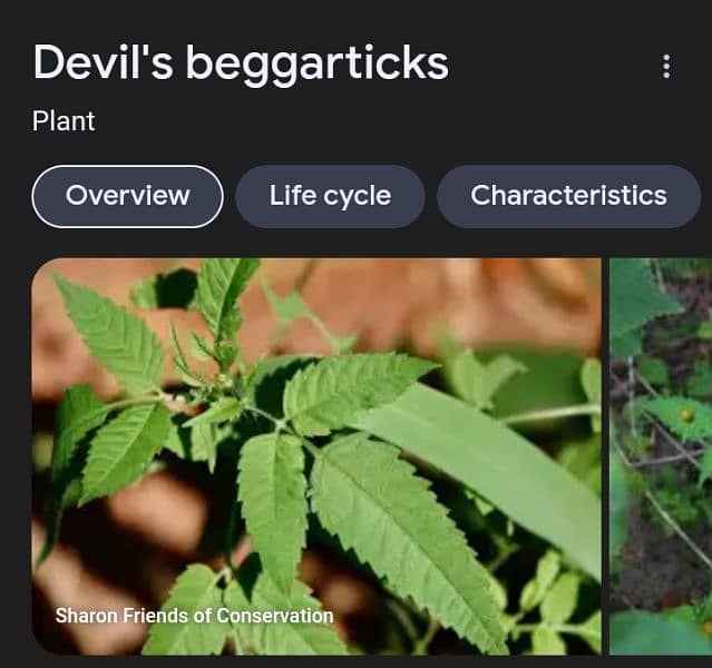 Devil's beggerticks flowers plant 6