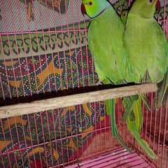 parrot male and female