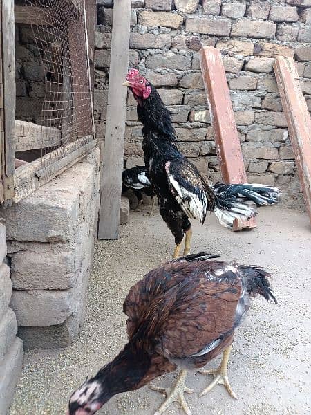 Mianwali high quality black jawa Aseel chicks for sale 2
