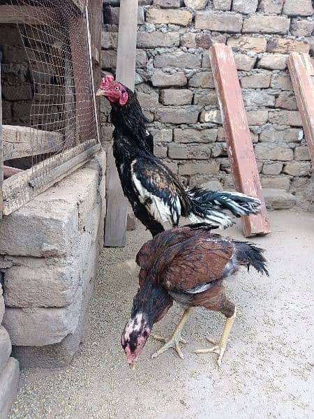 Mianwali high quality black jawa Aseel chicks for sale 3