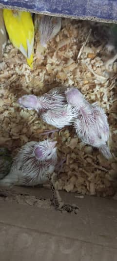Eno red eyes chekis available