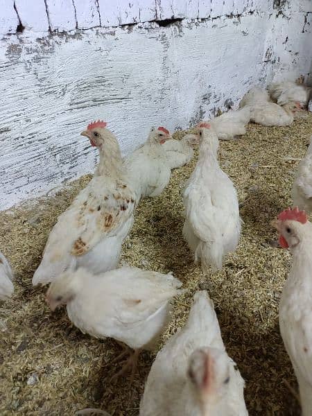 lohman brown chicks 1