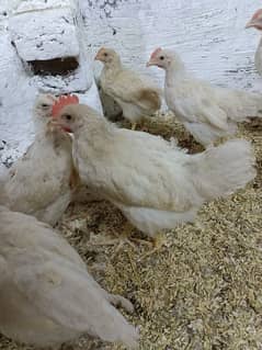 lohman brown chicks