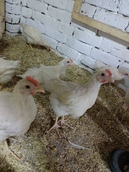 lohman brown chicks 4