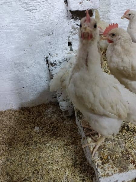 lohman brown chicks 5