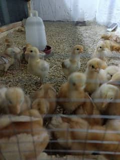 lohman brown chicks age upto 17 days