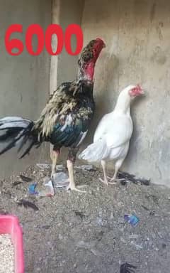 all Aseel Hens for sale 0,3,1,6,2,4,6,2,3,4,1,