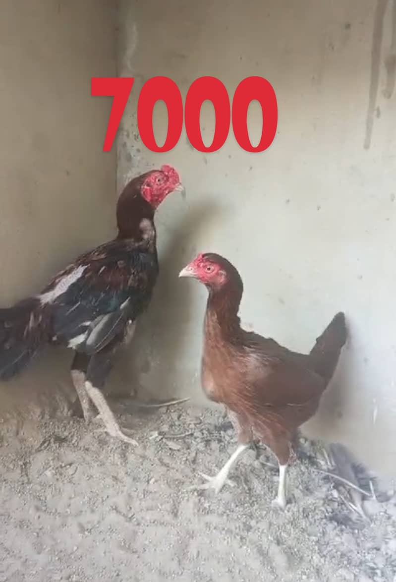 all Aseel Hens for sale 0,3,1,6,2,4,6,2,3,4,1, 2