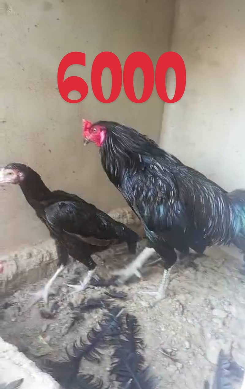 all Aseel Hens for sale 0,3,1,6,2,4,6,2,3,4,1, 4
