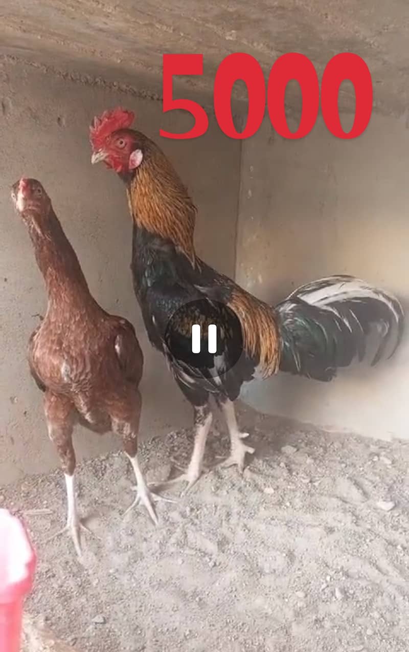 all Aseel Hens for sale 0,3,1,6,2,4,6,2,3,4,1, 5