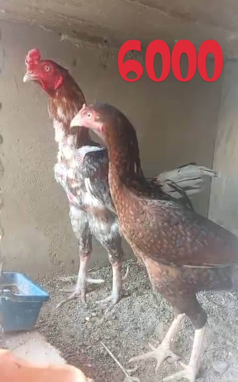 all Aseel Hens for sale 0,3,1,6,2,4,6,2,3,4,1, 6