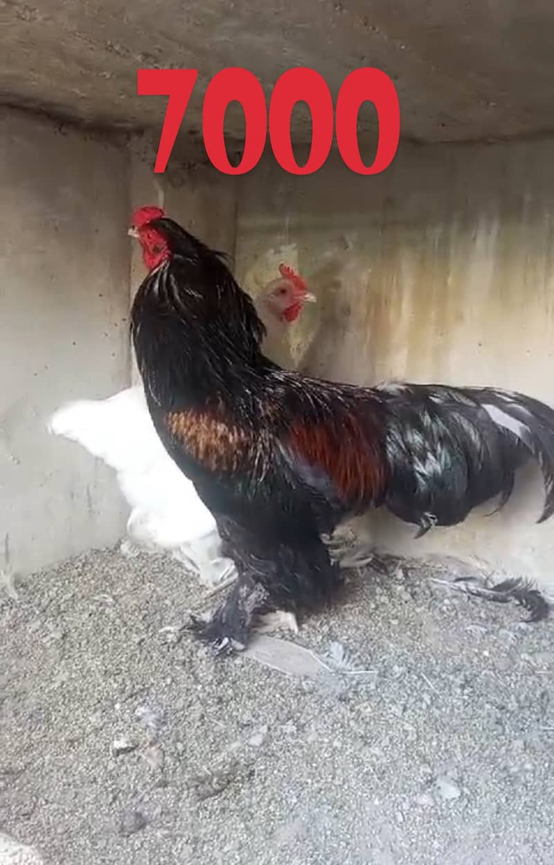 all Aseel Hens for sale 0,3,1,6,2,4,6,2,3,4,1, 7