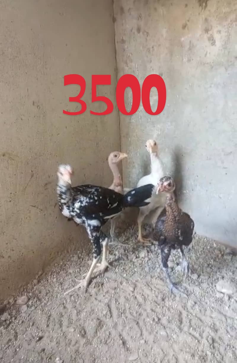 all Aseel Hens for sale 0,3,1,6,2,4,6,2,3,4,1, 8