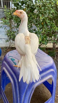 Indian parrot beak cross 75 persent pure