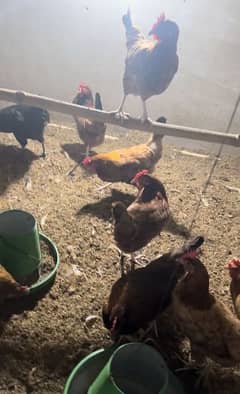 Misri hens on egg laying