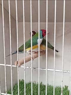 Gouldian Finch Ready to breed pair 0