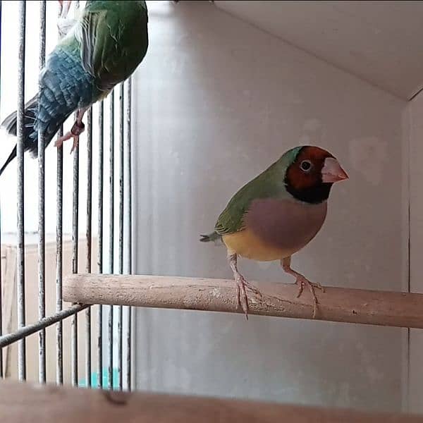 Gouldian Finch Ready to breed pair 1