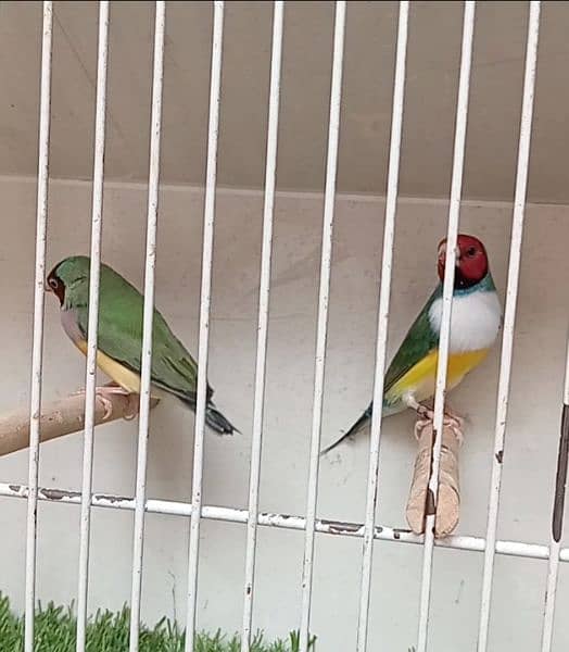 Gouldian Finch Ready to breed pair 3