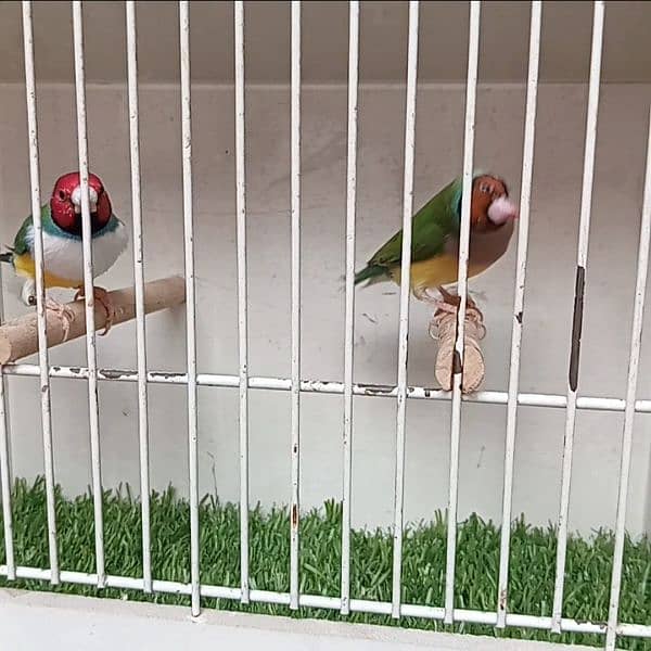 Gouldian Finch Ready to breed pair 5