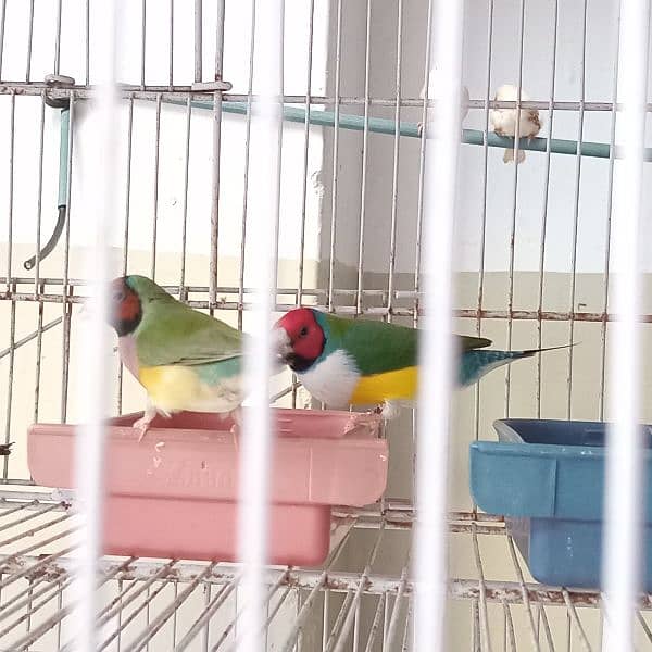 Gouldian Finch Ready to breed pair 8