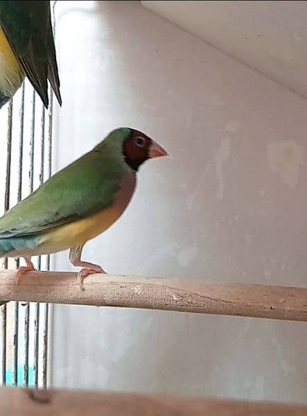Gouldian Finch Ready to breed pair 11