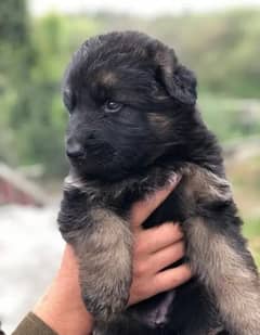 German | Shepherd | Puppies | Available 03275590740 0