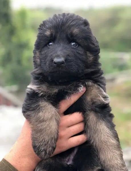 German | Shepherd | Puppies | Available 03275590740 2