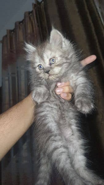 Kittens for Sale 2