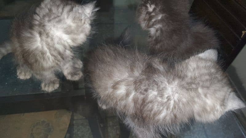 Kittens for Sale 3