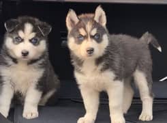 siberian Huskies pups