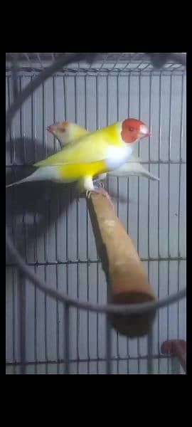 Red eye & blue Gouldian finch 0