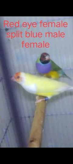 Red eye & Blue Gouldian finch