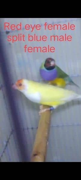 Red eye & Blue Gouldian finch 2