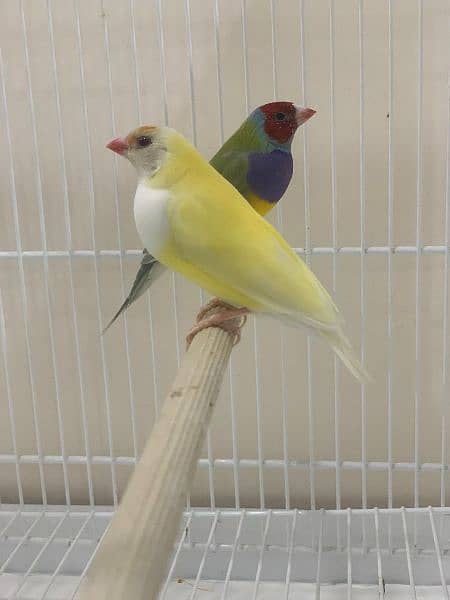 Red eye & blue Gouldian finch 8