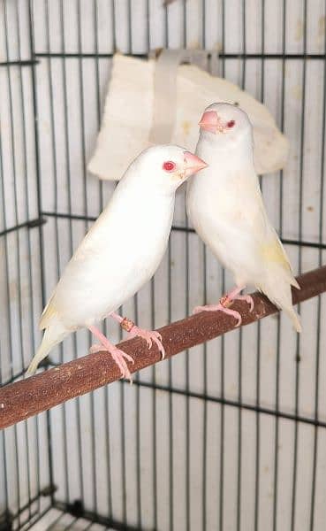 Red eye & blue Gouldian finch 9