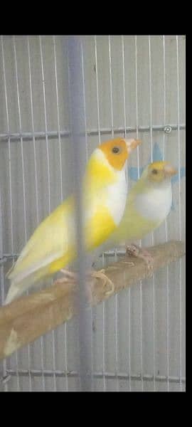 Red eye & Blue Gouldian finch 1