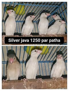 Java sale