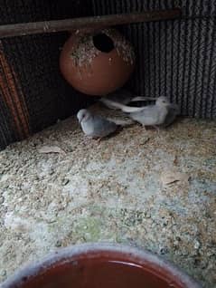 chaina dove pair and pathy