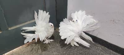 American fantail chicks pair