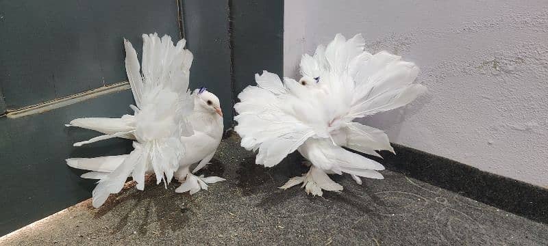 American fantail chicks pair 1