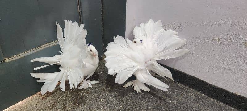 American fantail chicks pair 3
