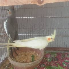 Urgent selling 10 cockateil with 3 chicks