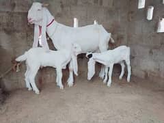 Goats farm female and male 03415074698 0