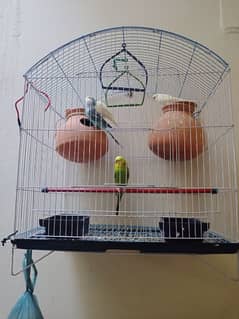 sale bajri parrots with cage 0