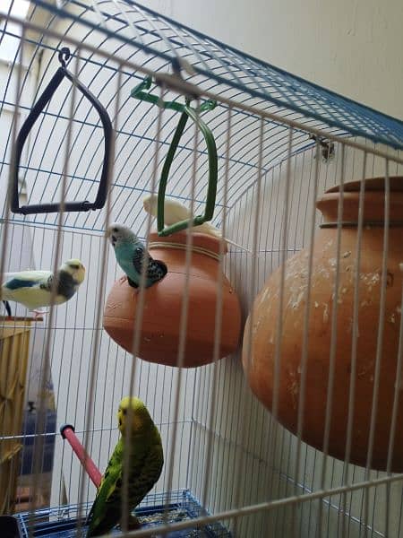 sale bajri parrots with cage 1