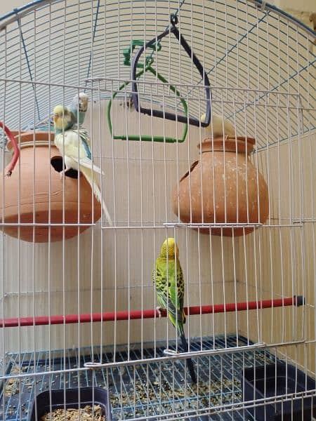 sale bajri parrots with cage 2