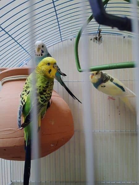 sale bajri parrots with cage 3