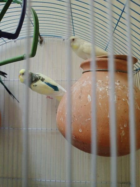 sale bajri parrots with cage 4