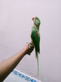 kashmir Raw parrot hand tame with cage for sale with reasonable price