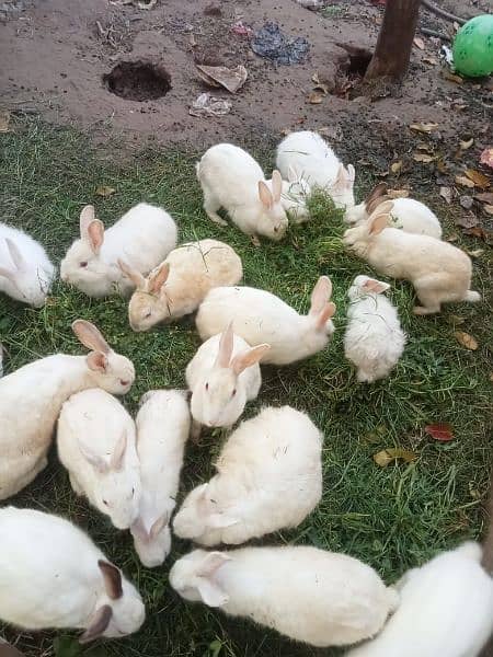 red eyes angure rabbits white colour 1